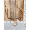 Image 1 : Big 5x5 Mule Deer Antlers On Skull