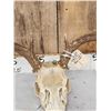 Image 4 : Big 5x5 Mule Deer Antlers On Skull