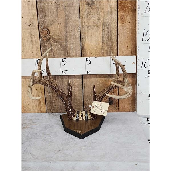 4x5 Whitetail Antlers On Plaque