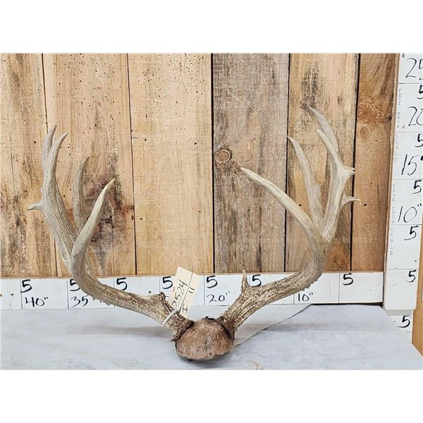 Big Mule Deer Antlers On Plaque