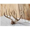 Image 2 : Big Mule Deer Antlers On Plaque