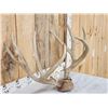 Image 3 : Big Mule Deer Antlers On Plaque
