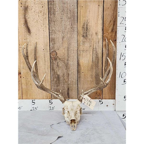 6x6 Mule Deer Antlers On Skull
