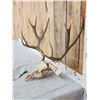 Image 2 : 6x6 Mule Deer Antlers On Skull