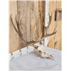 Image 3 : 6x6 Mule Deer Antlers On Skull