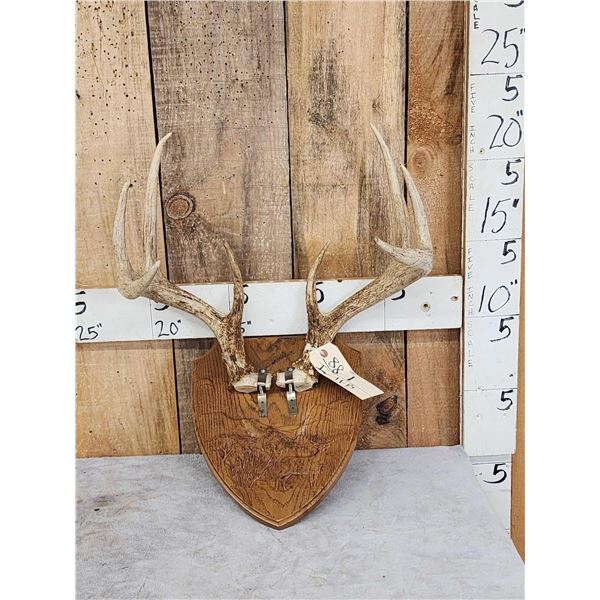 4x4 Whitetail Antlers On Plaque