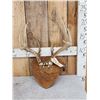 Image 1 : 4x4 Whitetail Antlers On Plaque