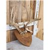 Image 3 : 4x4 Whitetail Antlers On Plaque