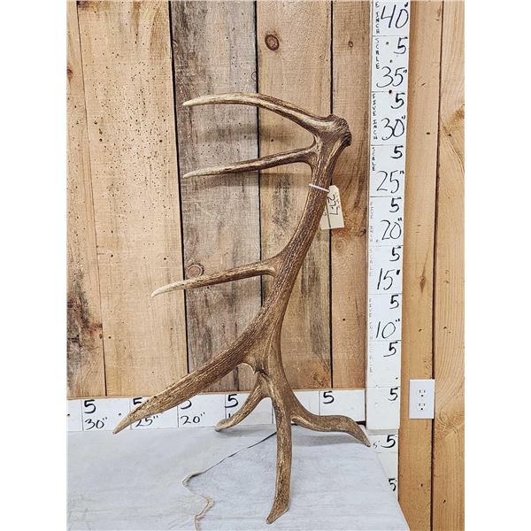7 Point Wild Montana Self Standing Elk Shed Antler