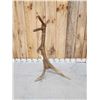 Image 2 : 7 Point Wild Montana Self Standing Elk Shed Antler