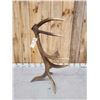 Image 3 : 7 Point Wild Montana Self Standing Elk Shed Antler