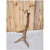 Image 4 : 7 Point Wild Montana Self Standing Elk Shed Antler