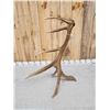 Image 5 : 7 Point Wild Montana Self Standing Elk Shed Antler