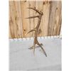 Image 6 : 7 Point Wild Montana Self Standing Elk Shed Antler
