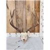Image 1 : 5x5 Mule Deer Antlers On Skull