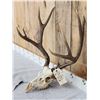 Image 2 : 5x5 Mule Deer Antlers On Skull