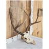 Image 3 : 5x5 Mule Deer Antlers On Skull