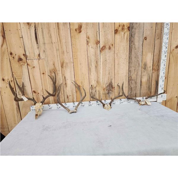 4 Sets Of Mule Deer Antlers On Skull Plate