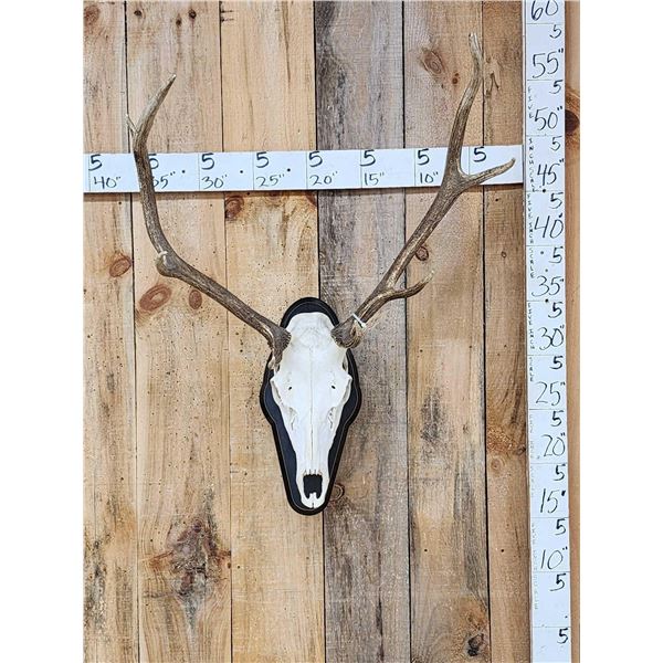 4x5 Elk Antler On Skull