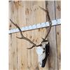 Image 2 : 4x5 Elk Antler On Skull
