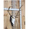 Image 3 : 4x5 Elk Antler On Skull