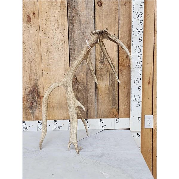 8 Point Self Standing Elk Shed Antler