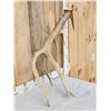 Image 3 : 8 Point Self Standing Elk Shed Antler