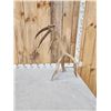 Image 4 : 8 Point Self Standing Elk Shed Antler