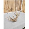 Image 6 : 8 Point Self Standing Elk Shed Antler