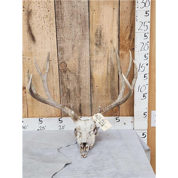 5x5 Mule Deer Antlers On Skull