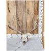 Image 1 : 5x5 Mule Deer Antlers On Skull