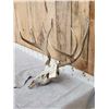 Image 2 : 5x5 Mule Deer Antlers On Skull