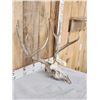 Image 3 : 5x5 Mule Deer Antlers On Skull