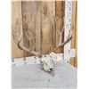 Image 4 : 5x5 Mule Deer Antlers On Skull