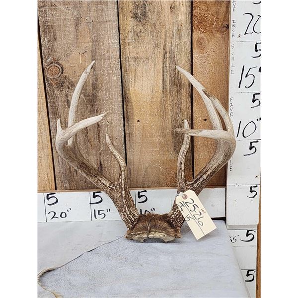 HEAVY MASS Wild 4x4 Whitetail Antlers On Skull Plate