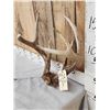 Image 2 : HEAVY MASS Wild 4x4 Whitetail Antlers On Skull Plate