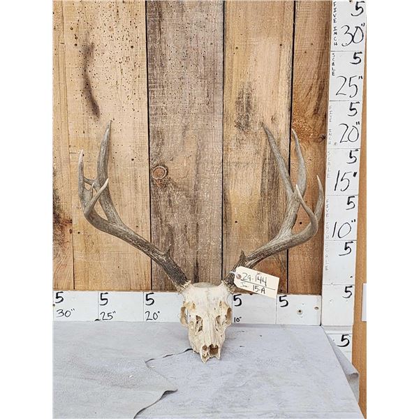 Nontypical 6x7 Mule Deer Antlers On Skull