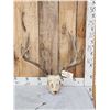 Image 1 : Nontypical 6x7 Mule Deer Antlers On Skull