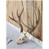 Image 2 : Nontypical 6x7 Mule Deer Antlers On Skull