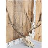 Image 3 : Nontypical 6x7 Mule Deer Antlers On Skull