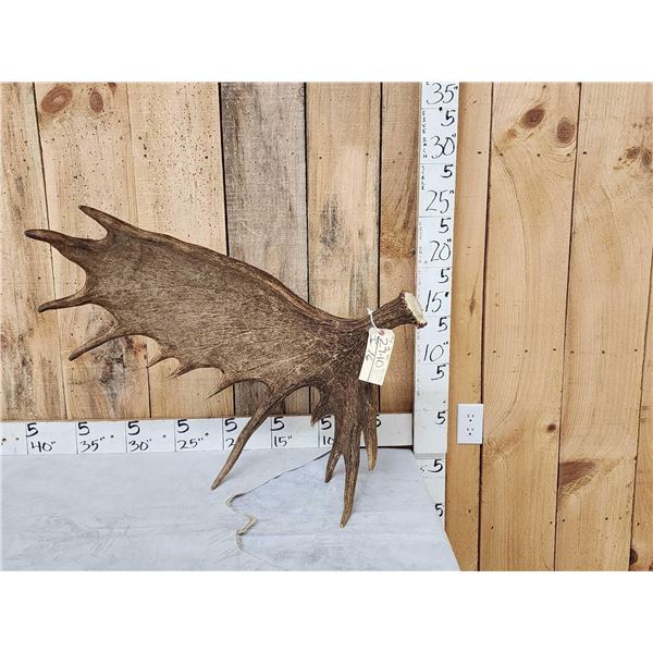 Gorgeous Alaskan Moose Self Standing Shed Antler