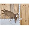 Image 1 : Gorgeous Alaskan Moose Self Standing Shed Antler