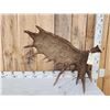 Image 2 : Gorgeous Alaskan Moose Self Standing Shed Antler