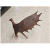 Image 4 : Gorgeous Alaskan Moose Self Standing Shed Antler