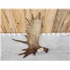 Image 6 : Gorgeous Alaskan Moose Self Standing Shed Antler