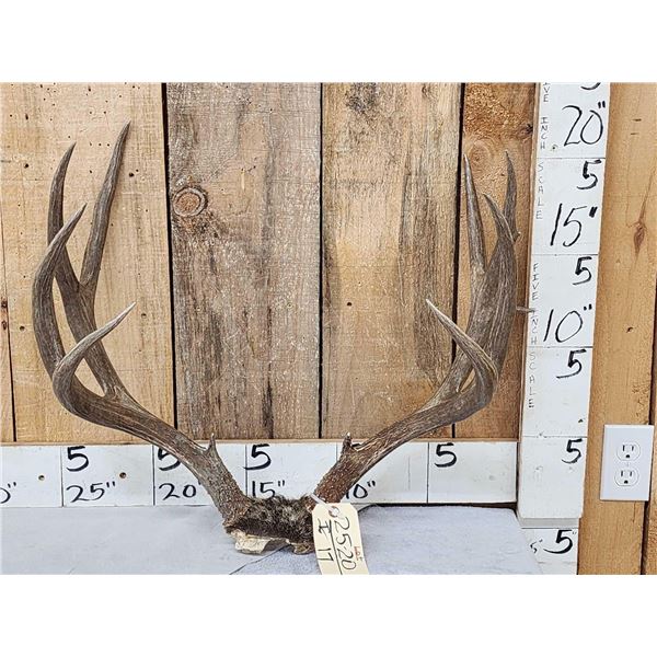 5x5 Mule Deer Antlers On Skull Plate