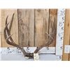 Image 1 : 5x5 Mule Deer Antlers On Skull Plate