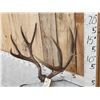Image 2 : 5x5 Mule Deer Antlers On Skull Plate