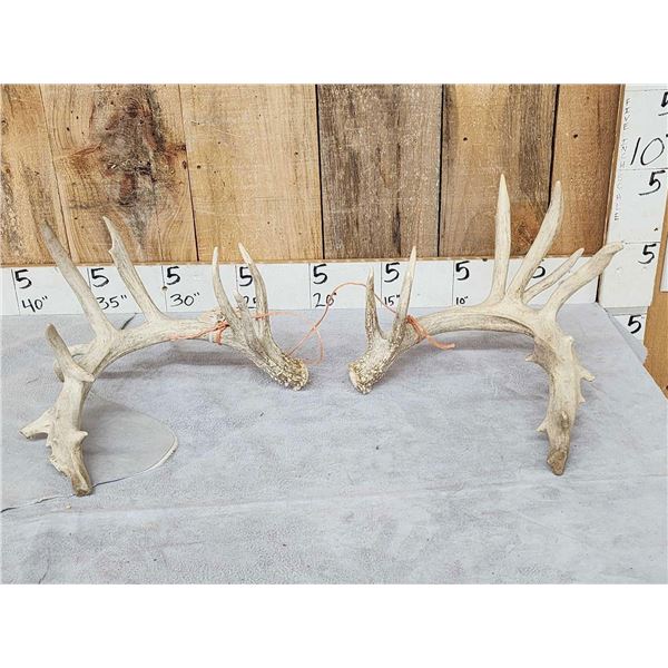 Big Nontypical Whitetail Shed Antlers
