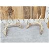 Image 1 : Big Nontypical Whitetail Shed Antlers